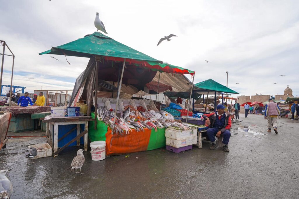 Seafood port things to do in Essaouira Morocco. 