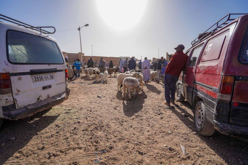 Livestock at Ouarzazate Souk. 