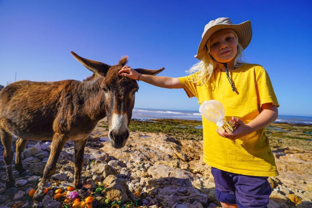 Donkey on the beach in Sidi Kaouki motorhome campsites in Morocco.